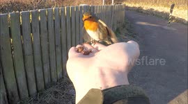 Robin eats from man's hand at Yorkshire nature reserve