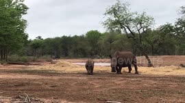 Ants scare baby rhino