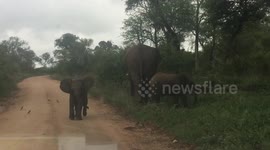 Cheeky baby elephant Kruger Park