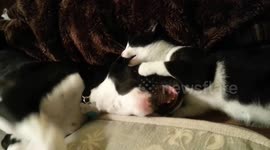 Adorable Black Boxer Puppy and Matching Kitten Playing