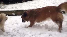 My dogs playing in the snow, Filmed in slow motion, Leeds, yorkshire. Its snowing!! https://t.co/R6SRMpyTqi