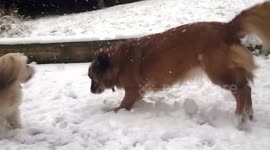 Dogs Playing In The Snow - Shot in Slow Motion - Leeds