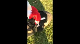 Wilba the rescued wombat gives Santa a lift for Christmas