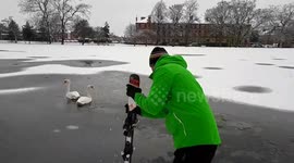 Breaking ice for the swans