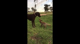 The fox and the hound baby fox showes no remorse to kind dog