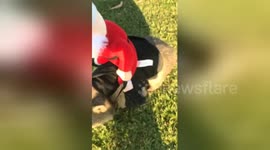 Newsflare Edit - Wilba the rescued wombat gives Santa a lift for Christmas