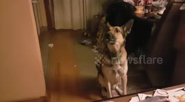 Seamus the shepherd dog howls along with opera singer