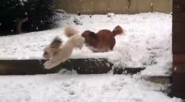 Adorable dogs play in snow-covered garden in Leeds