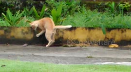 Cat dancing plays rats