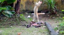 The fun of cats likes to play her catch rats