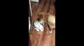 Rabbit and Pomeranian Are Best Friends