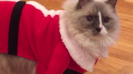 Cat dressed as Santa chases treats