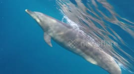 Dolphin Encounter whilst Jetski Fishing on Gold Coast.Great underwater Footage