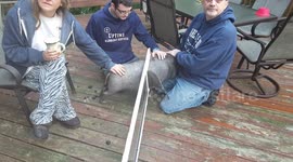 Pig rescued from screen door