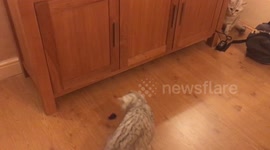 Cats confused by clockwork critter