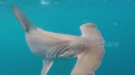 Hammerhead Shark caught whilst mackerel Fishing