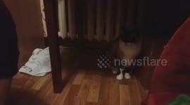 Cat in bag