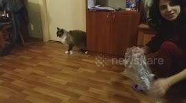 Crazy jumping cat
