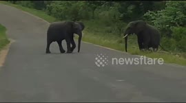 Adorable moment young elephant waits for his struggling friend