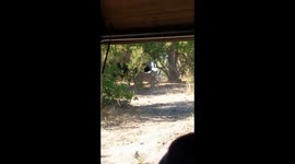 Cape Buffalo escapes Lion attack