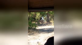 Newsflare Edit - Cape Buffalo escapes Lion attack