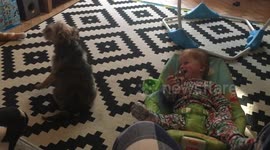 Baby Laughing At Crazy Dog