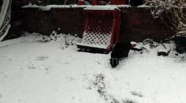 Black  cat going crazy in the snow