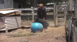 Feral pig plays with Pilates ball