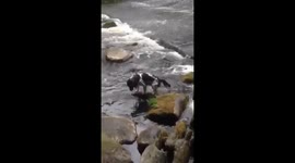 Dogs playing in a stream