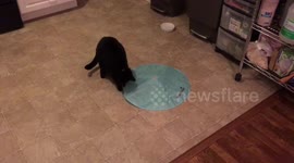 Cat Plays with Concealed Motion Toy