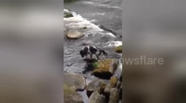 Newsflare Edit - Dogs playing in a stream