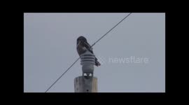 Northern Hawk-Owls at Sax-Zim Bog Minnesota