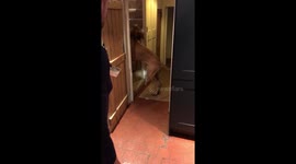 Great Dane play