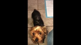 Cupcake the yorkie smiling for new years