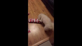 Puppy opening Santa presents on Christmas morning