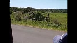 Hippo charges car