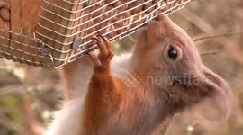 Red squirrel munching on peanuts in a bird feeder