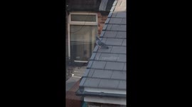 Cocky Pigeon in Manchester