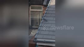 Newsflare Edit - Cocky Pigeon in Manchester