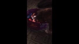 Cheeky Cat Swipes a Sweet