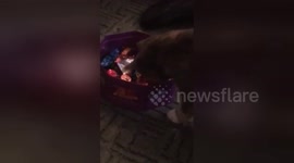 Newsflare Edit - Cheeky Cat Swipes a Sweet