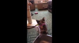 Cute kitten plays with string