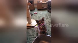Newsflare Edit - Cute kitten plays with string