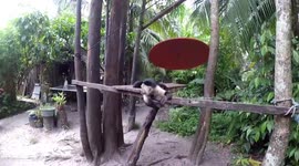 Monkey Attack