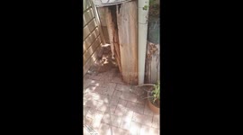Unwanted snouted cobra