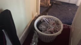 Cat loves tinsel