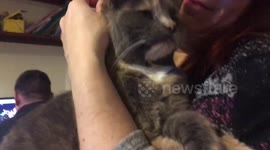 Cuddly Cat