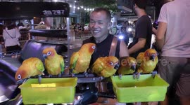 Newsvendor takes his parakeets by motorbike on his delivery rounds