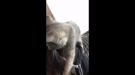 Cute kitten snuggles and purrs