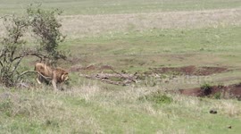 Buffalo chases Lions